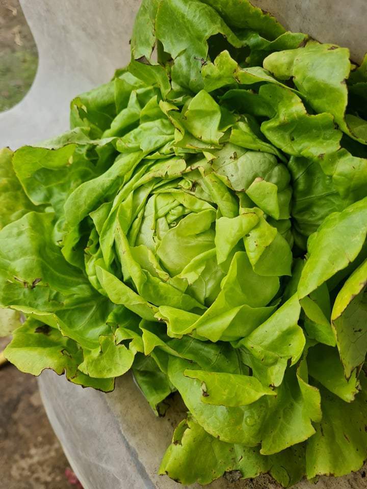 Vente de légumes à Louzy 