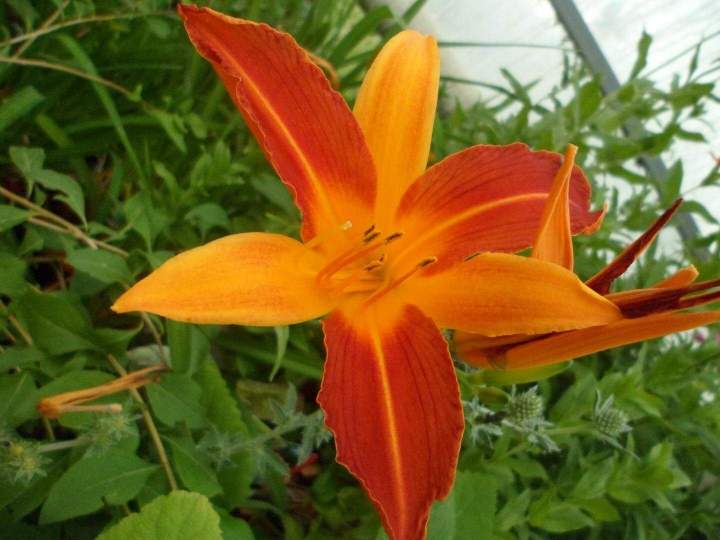 Vente au détail de plante vivaces à Louzy