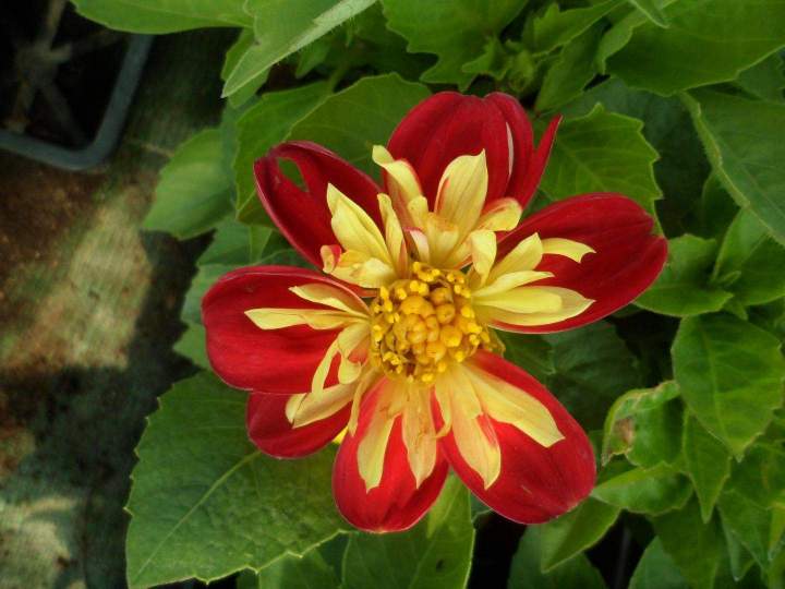Vente de plantes à massifs Louzy