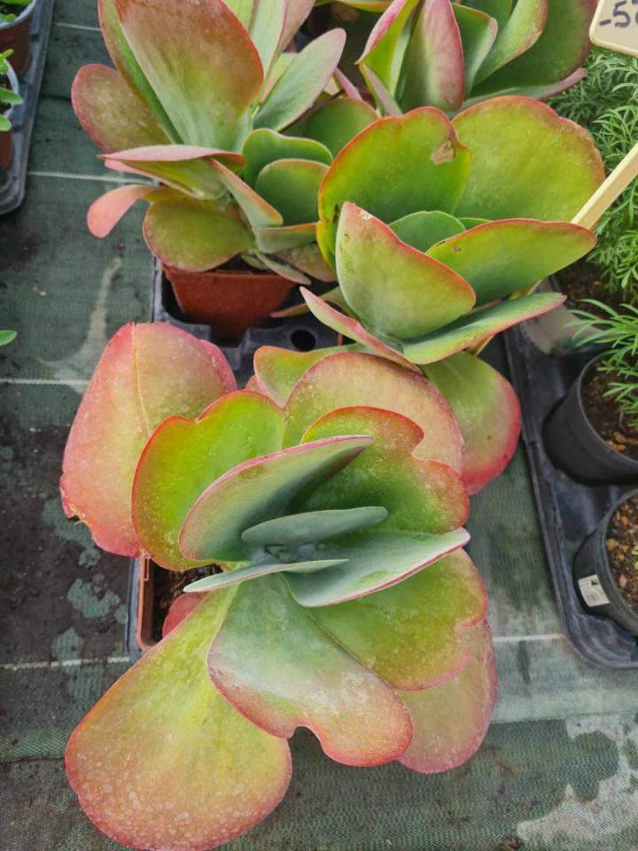 Vente de plantes Louzy