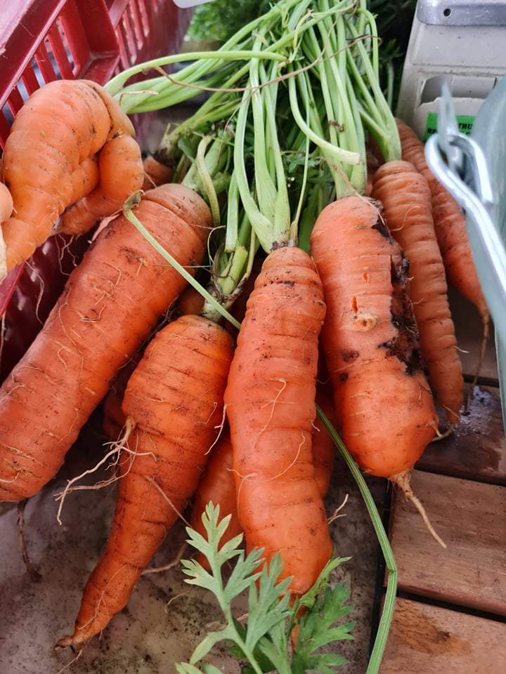 Vendeur de plante d'hiver à Louzy