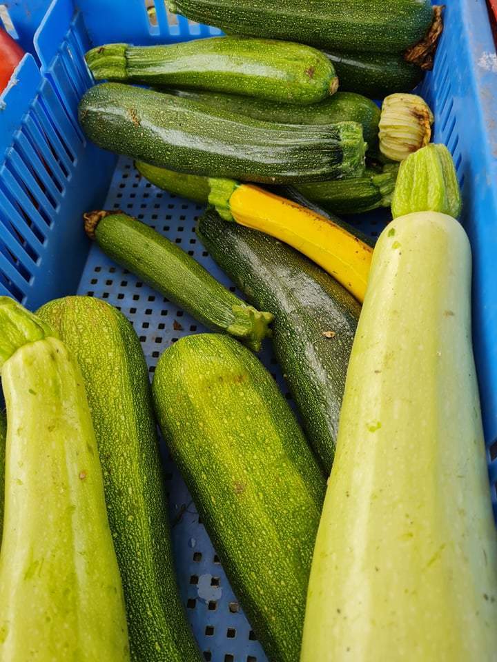Vente de légumes professionnelle frais 