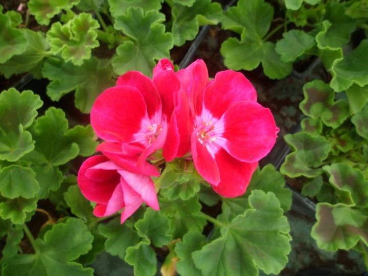 Vente plantes automnales à Louzy