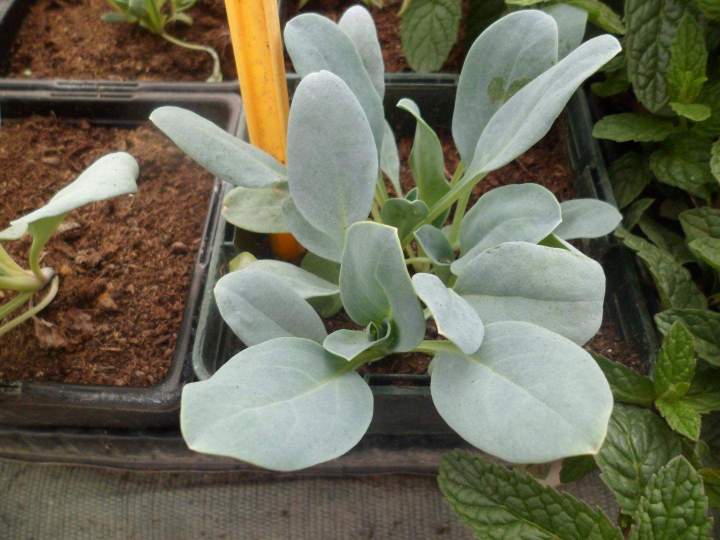 Vente de pétunias cascades à Louzy