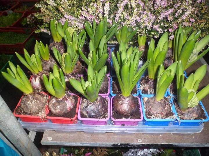 Vendeur de plante d'hiver à Louzy