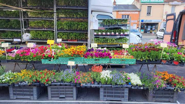 Vente de plantes divers Louzy