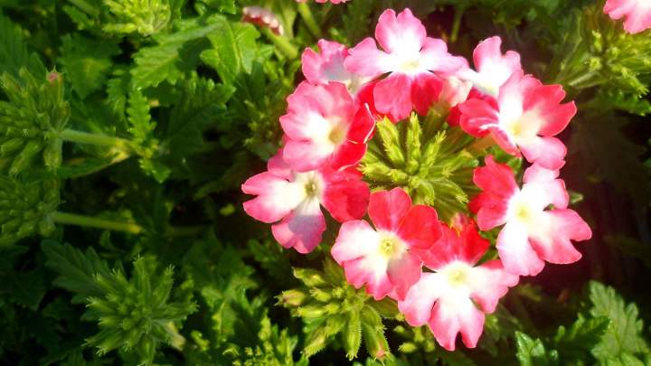 Vente de plantes chrysanthemes Louzy