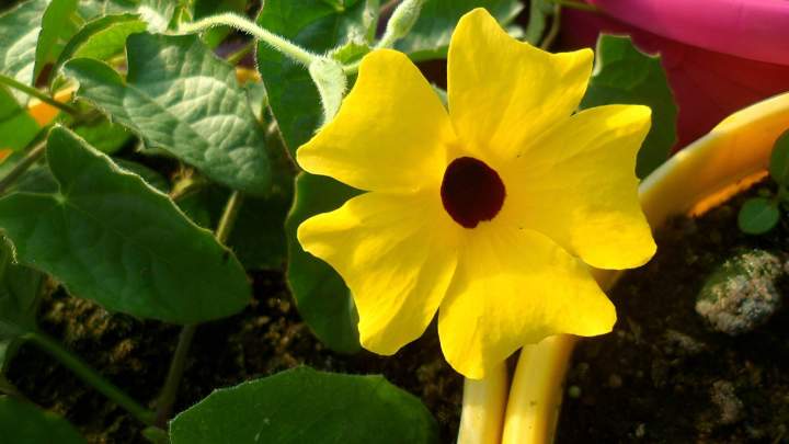 Vente de plantes à massifs Louzy