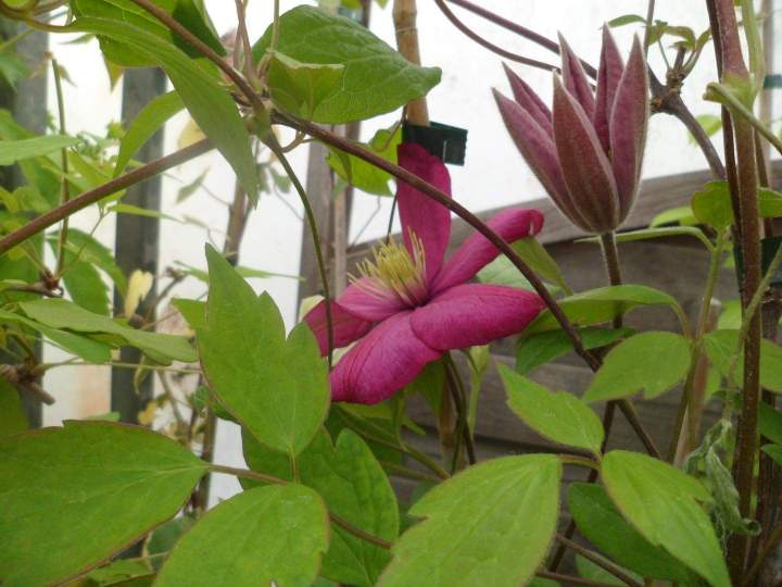 Vente plantes automnales à Louzy