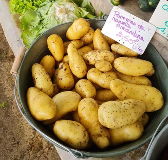 Vente de légumes professionnelle frais 