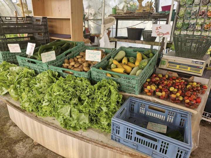 Vendeur de plante d'hiver à Louzy